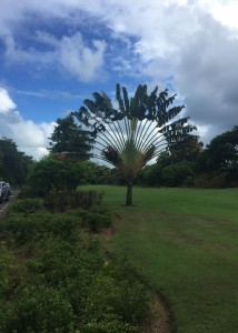 Anahita - 5 Resort  garden landscape 1                    