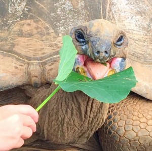 Home 32 - Children _ Teens - 3 Tommy _ Timmy giant tortoises     